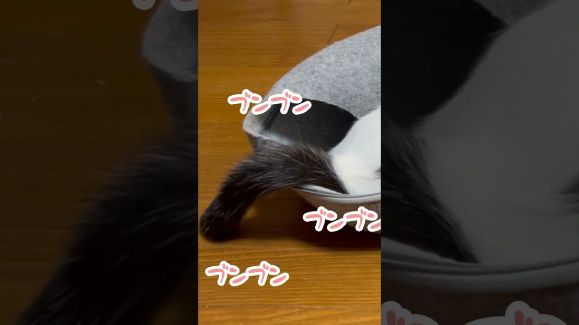 名前を呼んだらしっぽをブンブンされるおじさん。#保護猫 #ねこ #shorts ＃ミルねーさん
