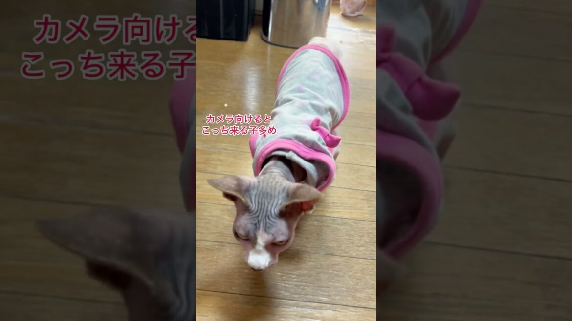 しゃがむと絶対走ってくるスフィンクス#shorts #スフィンクス #スフィンクス猫 #sphynx