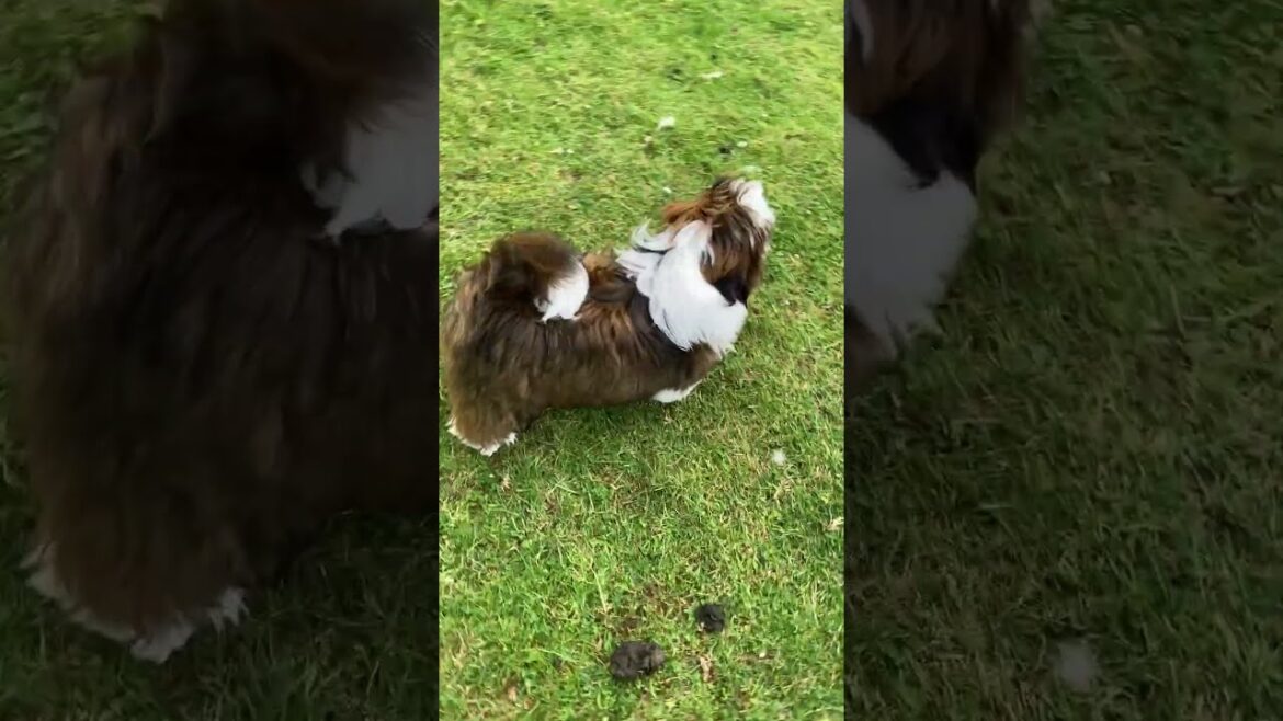 Bessie & Wallace Labradors &  Madam Panda Poo Poppy Shih Tzu puppy.#labradors #shihtzupuppy