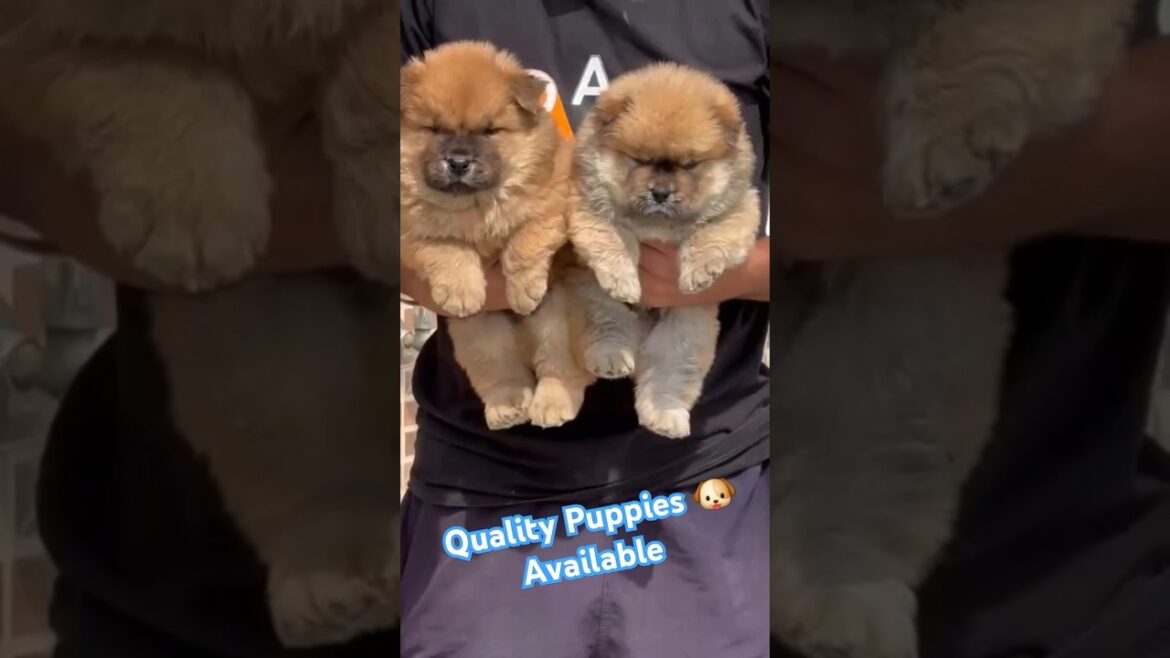 Amezing Quality Poodle Chow Chow And Gsd Puppies Available #shorts #youtubeshorts #dog #pets#animals