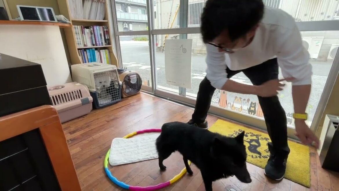 スキッパーキの”オセルくん”と”フラフープジャンプ”と指示なしで”マット”に挑戦！