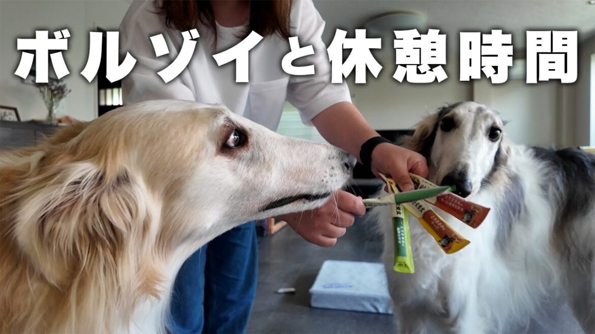 【休憩時間】仕事の合間、お昼休憩の時間にボルゾイ達に癒されてます。
