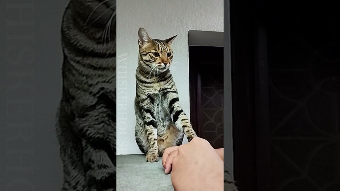 Sometimes, Even Love Has Limits – Indre’s Gentle Stop 💖🐱 Sometimes, Even Love Has Limits – Indre’s Gentle Stop 💖🐱