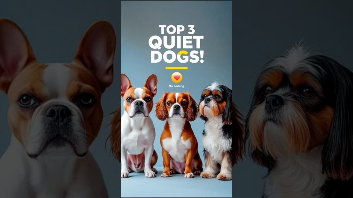 Top 3 Quiet Small🐶Dog Breeds That Don’t Bark Much | Best Pets for Apartments! #smartpaws #petsvlog
