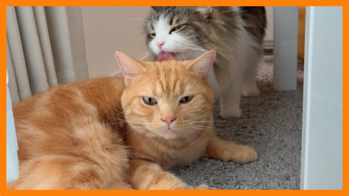 猫と暮らす日常 #91〜兄猫を舐めてあげる妹猫が優しすぎた〜