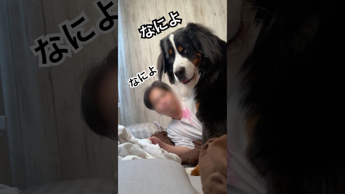 朝っぱらからイチャついてたから声をかけてみた #バーニーズマウンテンドッグ #なによ #父と娘