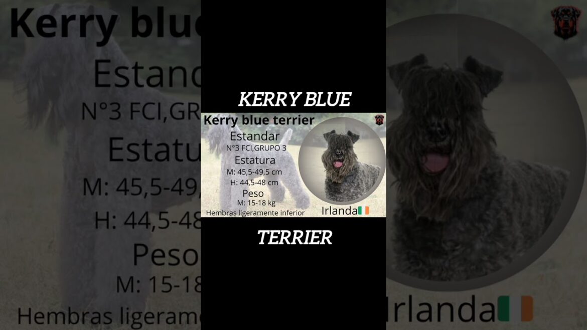 Estándar Número 3 Del FCI El Kerry blue terrier #shorts Estándar Número 3 Del FCI El Kerry blue terrier #shorts