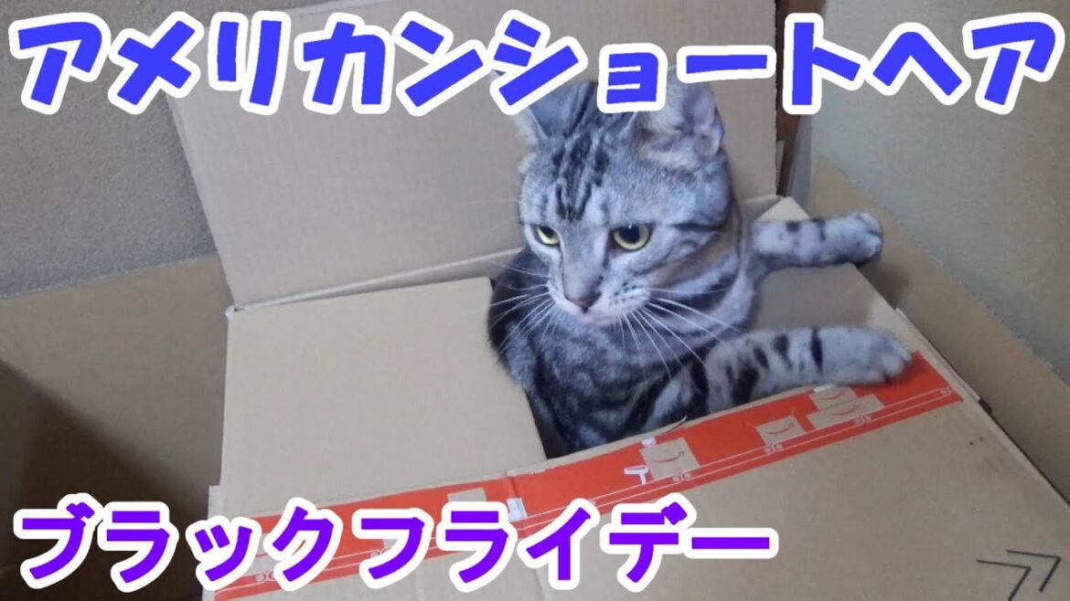 アマゾンブラックフライデーでお買い物（アメリカンショートヘア）