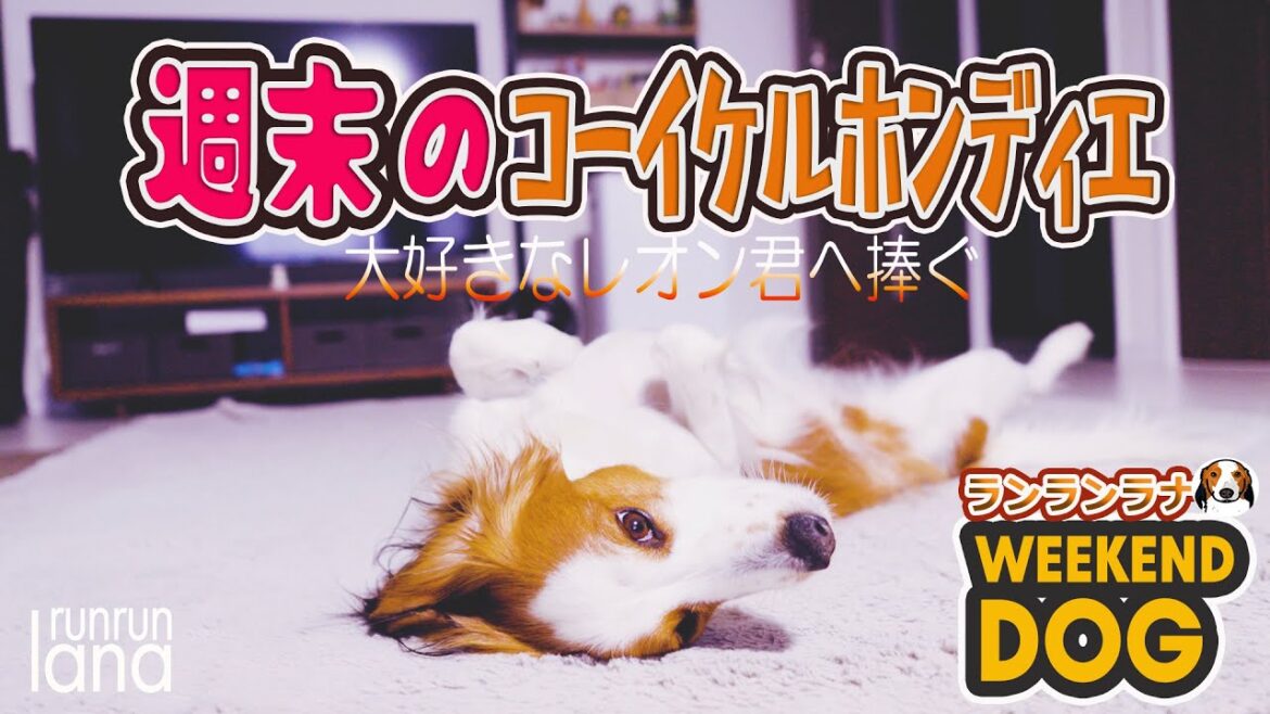 #141 　週末のコーイケルホンディエ　大好きなお友達が虹の橋へ