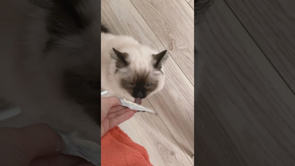 My little yogurt assistant 🤍