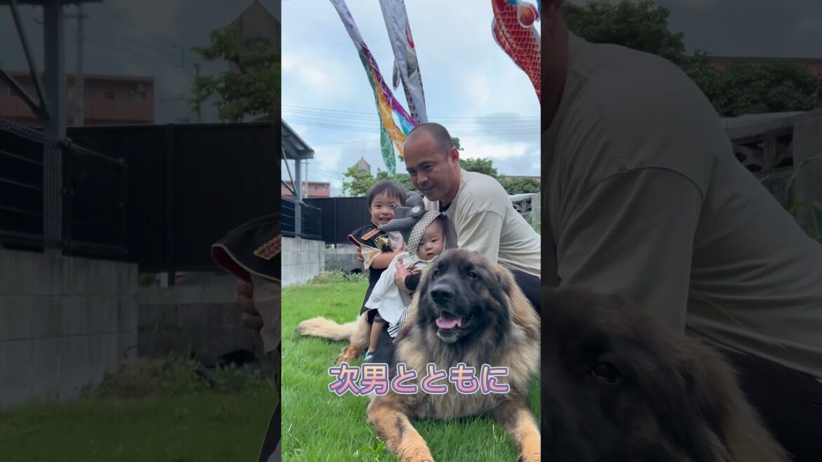 【超大型犬】　ショート こどもの日に　Leonberger　レオンベルガー ＃Shorts  #大型犬のいる生活 #モフモフ  #子供の日