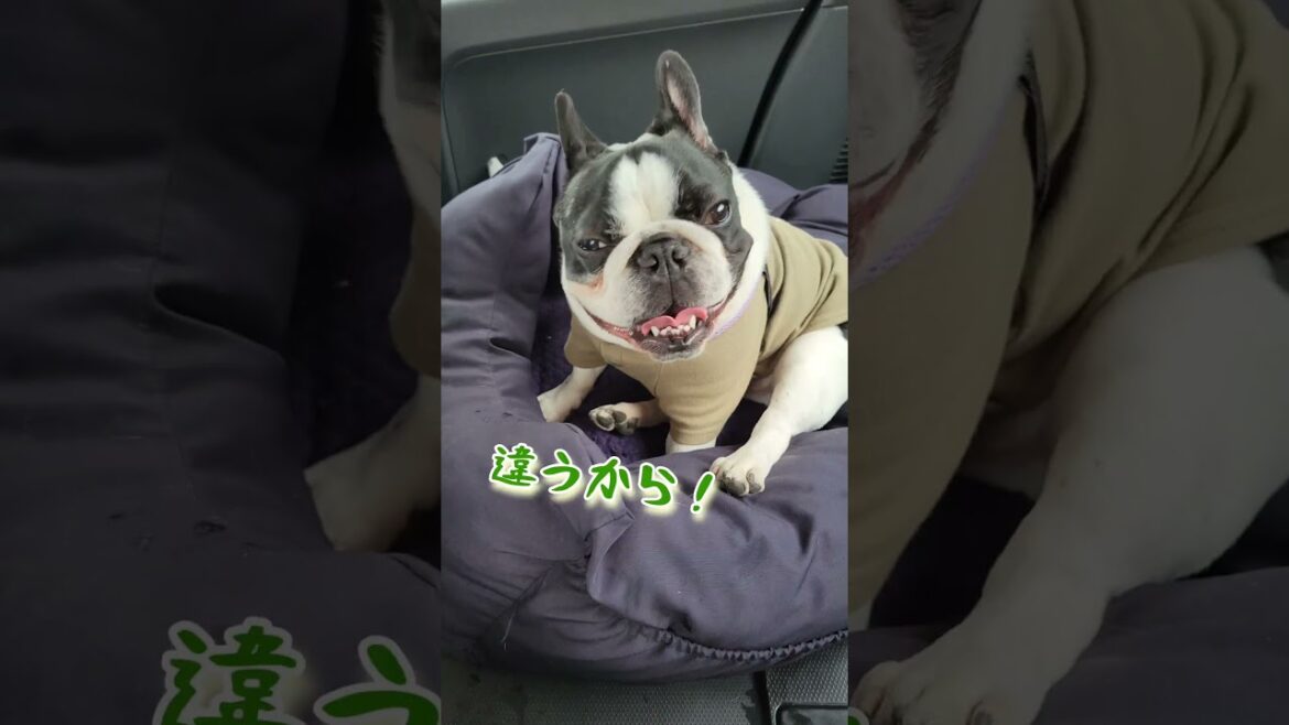 よーく見たらカエルみたいだったフレブル #フレンチブルドッグ #フレブル #怒りマーク #犬のいる暮らし #dog #shorts