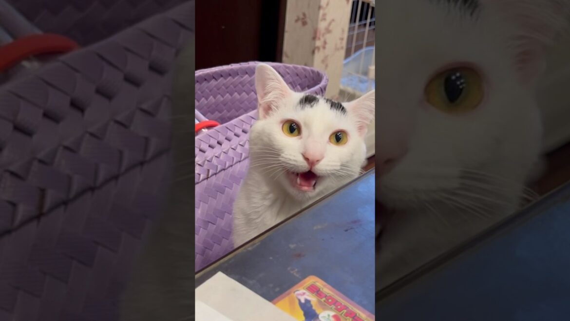 ずっと愛してる猫ミルク。#保護猫 #ねこ #猫のいる暮らし #ミルねーさん#shorts