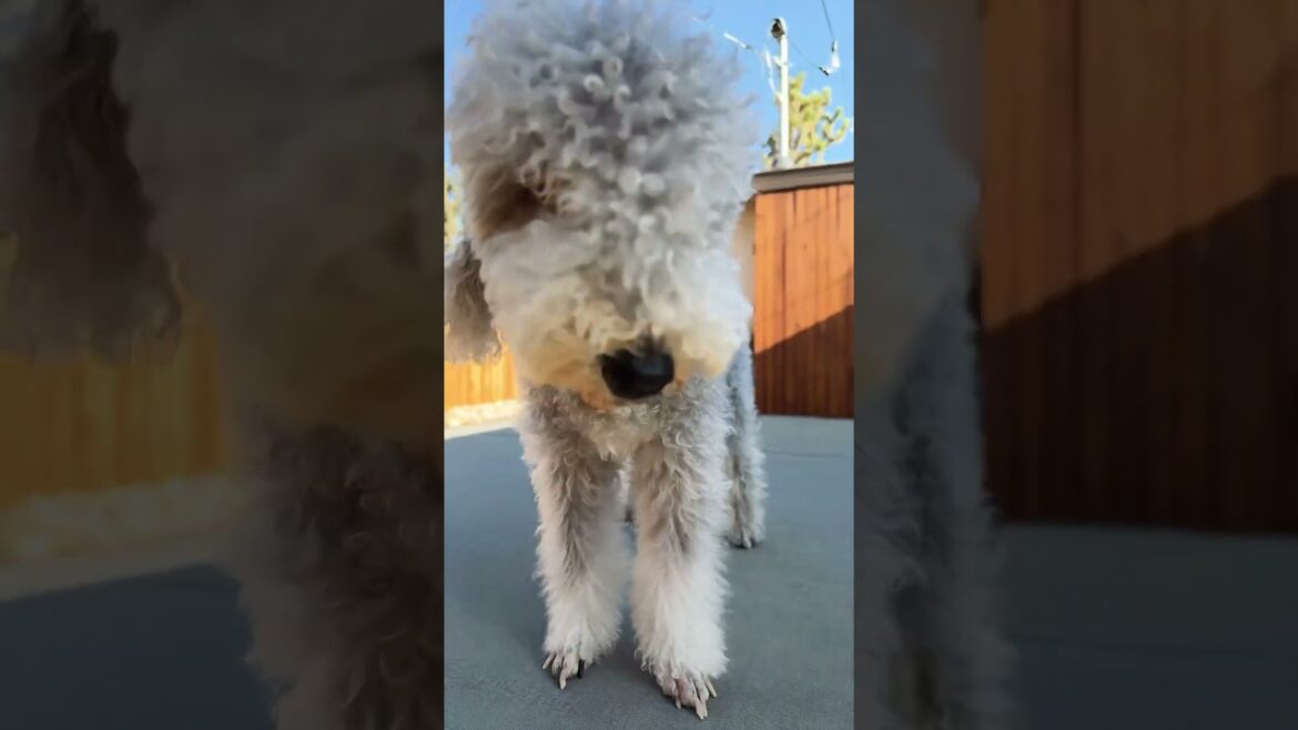Blue own this new hot tub #dog #puppy #pets #cute #bedlingtonterrier