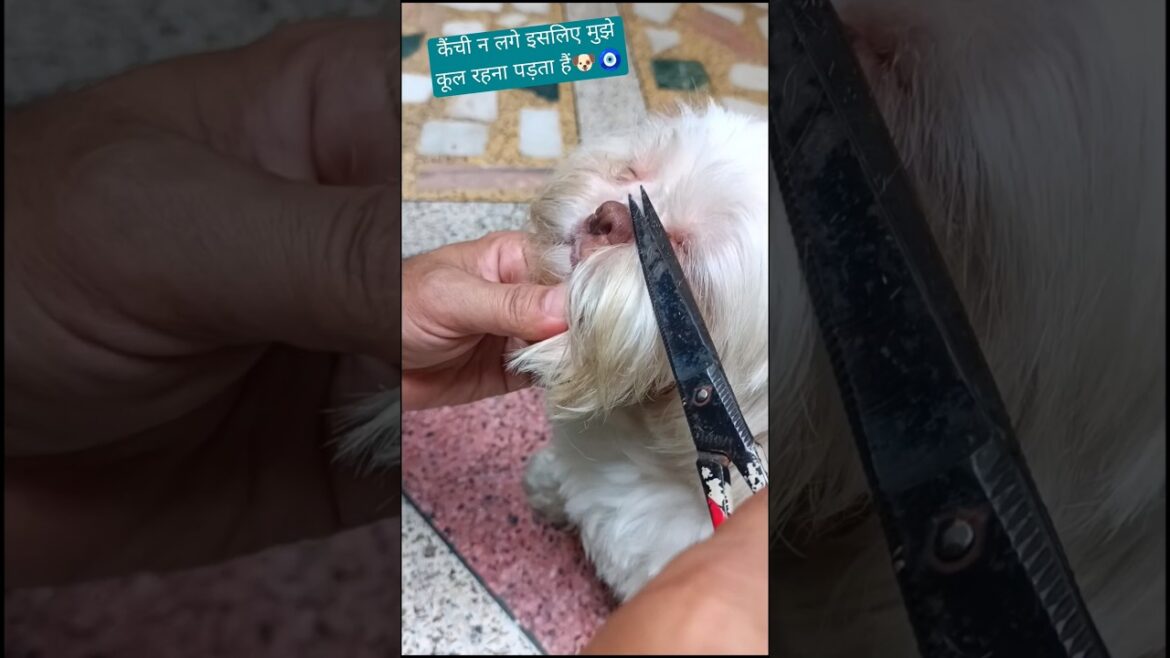 how to cut a shihtzu eyes hair | #groomingdog