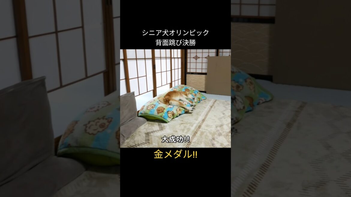 17歳柴犬のオリンピック　 #shiba #柴犬