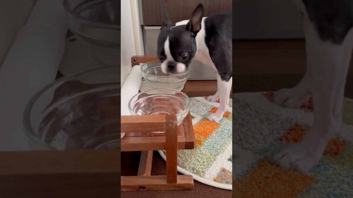 おはよう！メルの朝ごはん #ボストンテリア #ボステリ #bostonterrier