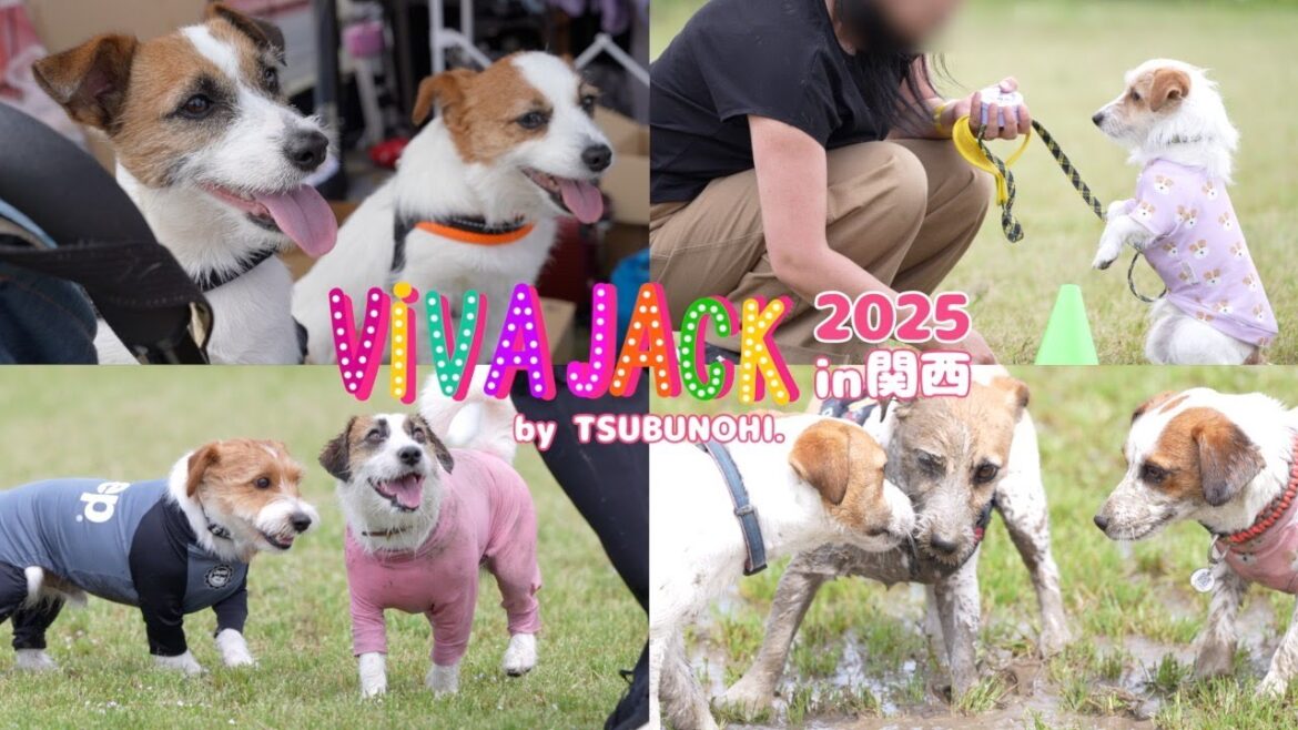 【VIVAJACK関西】関西犬300頭が集まるイベント!泥だらけになりながら大騒ぎしました/ジャックラッセルテリア 【VIVAJACK関西】関西犬300頭が集まるイベント!泥だらけになりながら大騒ぎしました/ジャックラッセルテリア