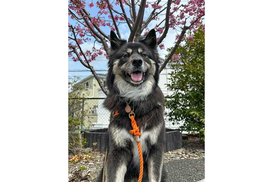 桜の花をバックにニコニコ笑顔の元保護犬、みかんちゃん【写真提供：うーさんみーさん（@hikokomi2120271）さん】