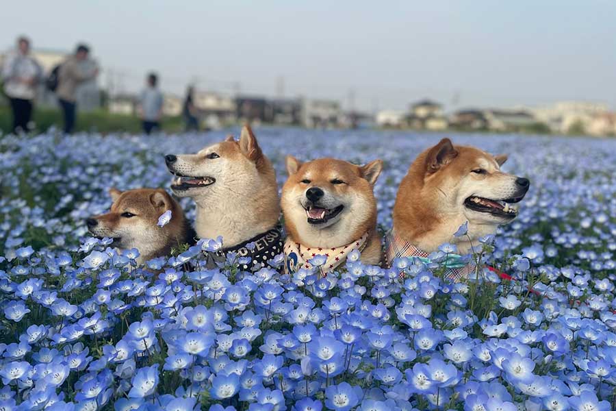 みんなで「ネモフィラ風呂」に“浸かって”にっこり【写真提供:柴犬茶々麻呂之介(@chachamarock)さん】