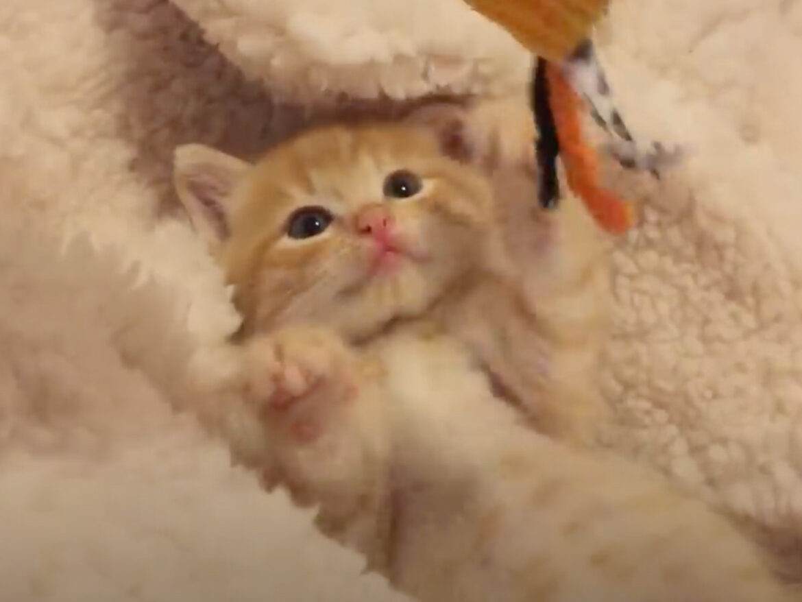 「もう離さないニャ！」 キラキラ“おめめ”でおもちゃを追いかける子猫に視聴者メロメロ「かわいすぎるんだが！」 | オトナンサー