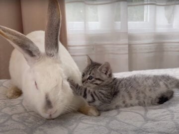 この距離感である