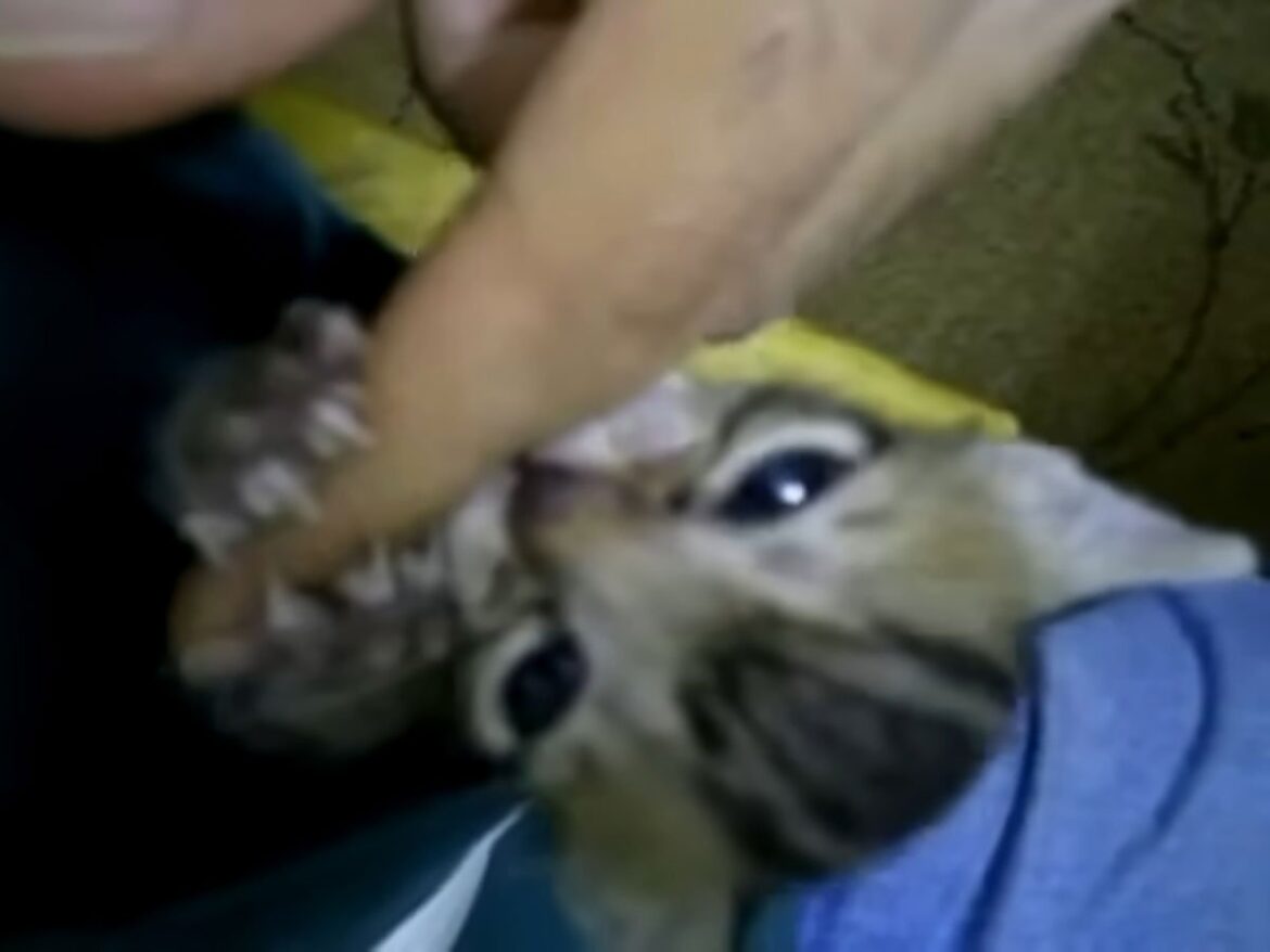 「負けないニャ！」 強気な子猫が大きな“敵”に挑む！→まさかの結末に大反響「かわいすぎて泣いてる」 | オトナンサー
