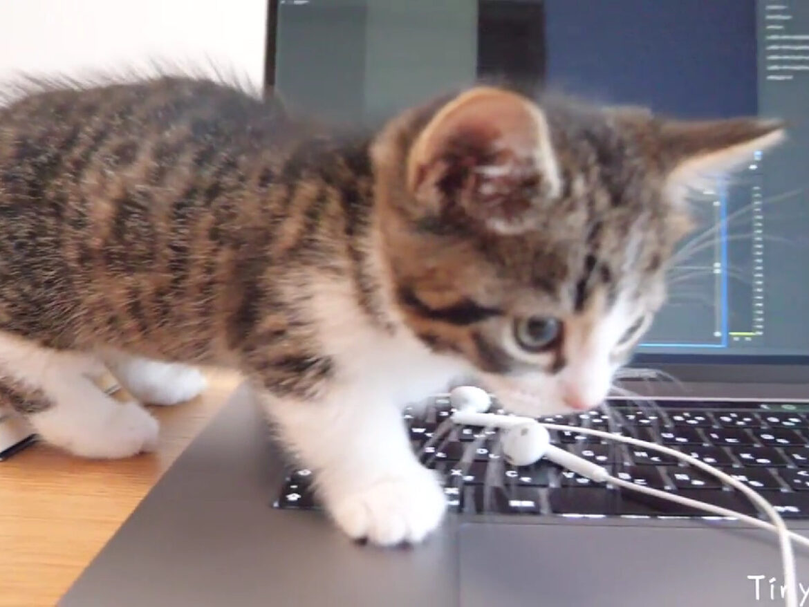 仕事をしたい飼い主vs好奇心旺盛な子猫！ 両者譲らぬ“攻防”は意外な結末へ…「かわいすぎ」「許すしかない」 | オトナンサー