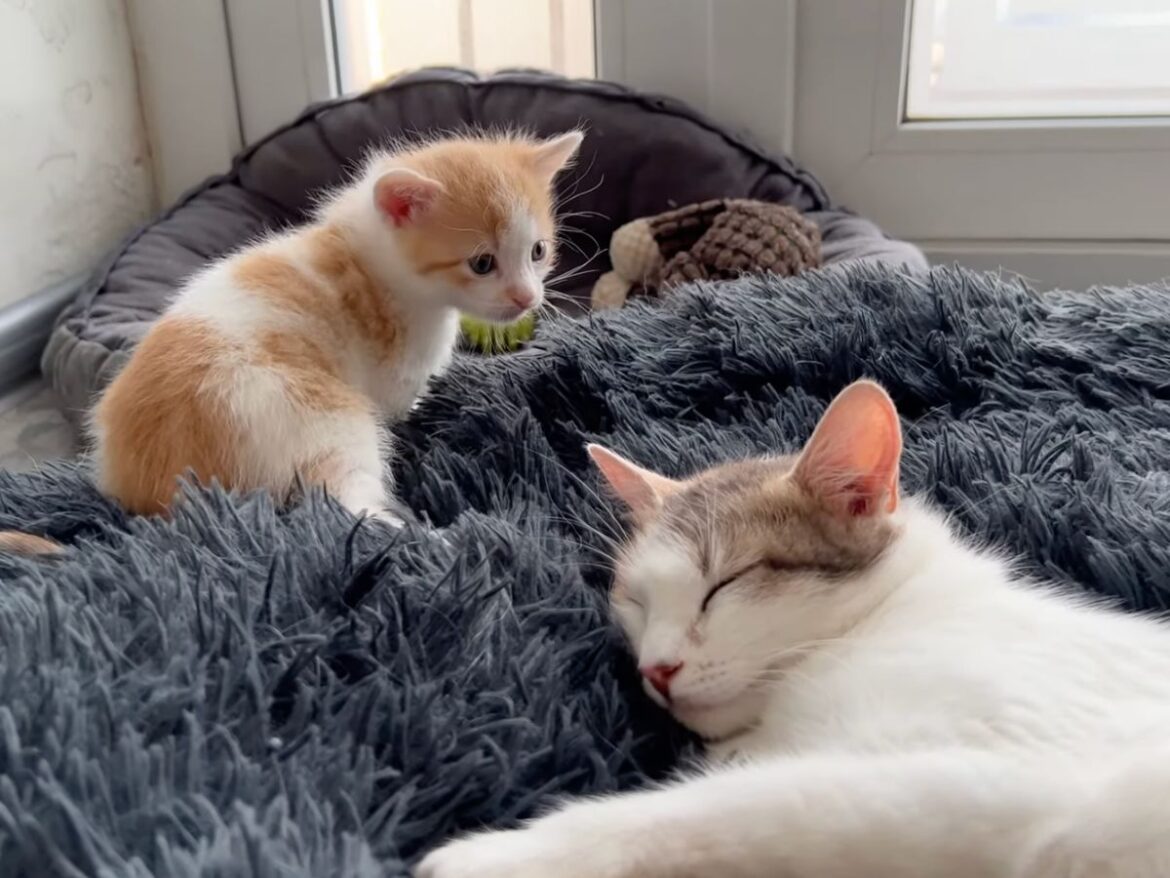 寝落ち寸前のママ猫vs絶対寝てほしくない子猫！ 勝敗を決めた“容赦ない行動”に反響「とにかくかわいい」 | オトナンサー