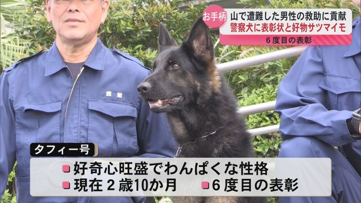 わんぱくな2歳 警察犬タフィー号 6度目の表彰(2025年5月28日掲載)|KYT NEWS NNN 共有