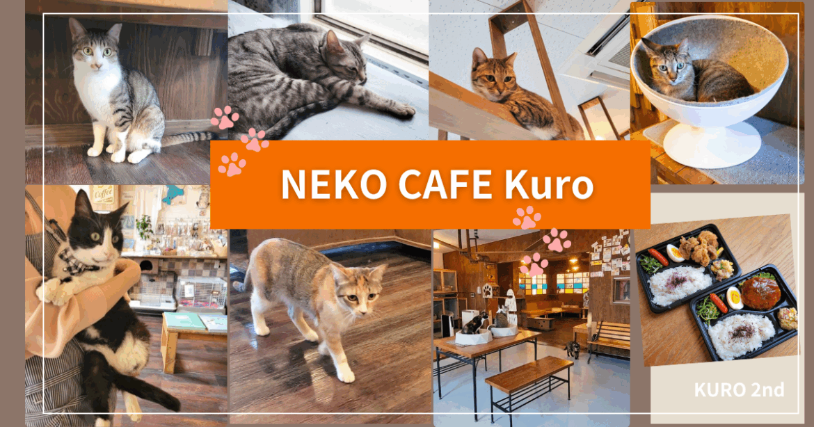 「NEKO CAFE Kuro」約15匹の保護猫ちゃんと触れ合えるお店＆「KURO 2nd」では手作りのお弁当・丼・オードブルの販売 | 鳥取マガジン