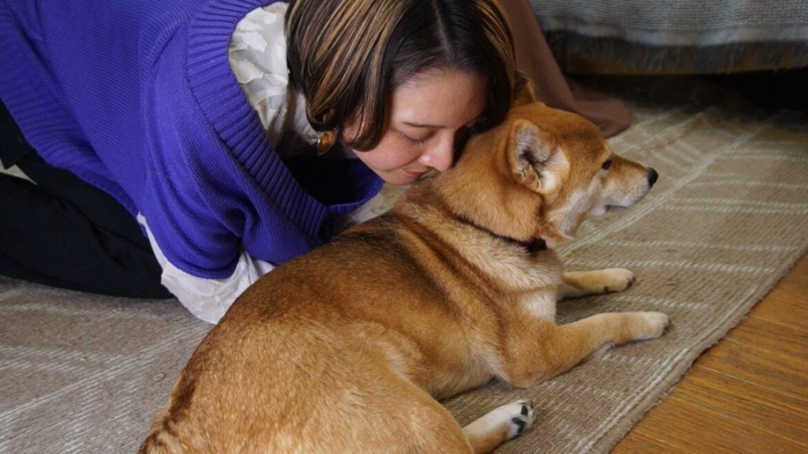 甲斐犬ハルヱがお散歩から帰ってくるまで柴犬マメとライブ配信