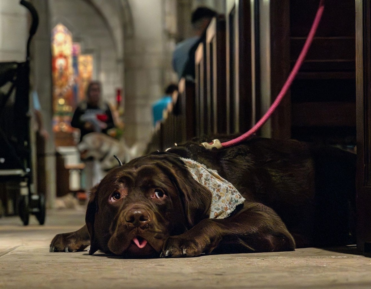 毎年恒例の動物の祝福式が始まる前に通路で休む犬=2024年10月、米フロリダ州パームビーチ/ Damon Higgins/USA Today/Imagn