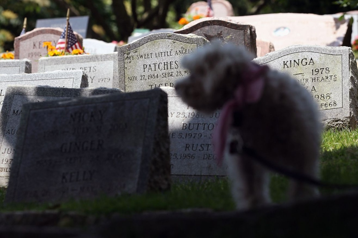 引き取られるのを待っている保護権の「テッサ」2012年10月、米ニューヨーク州ハーツデール/ John Moore/Getty Images