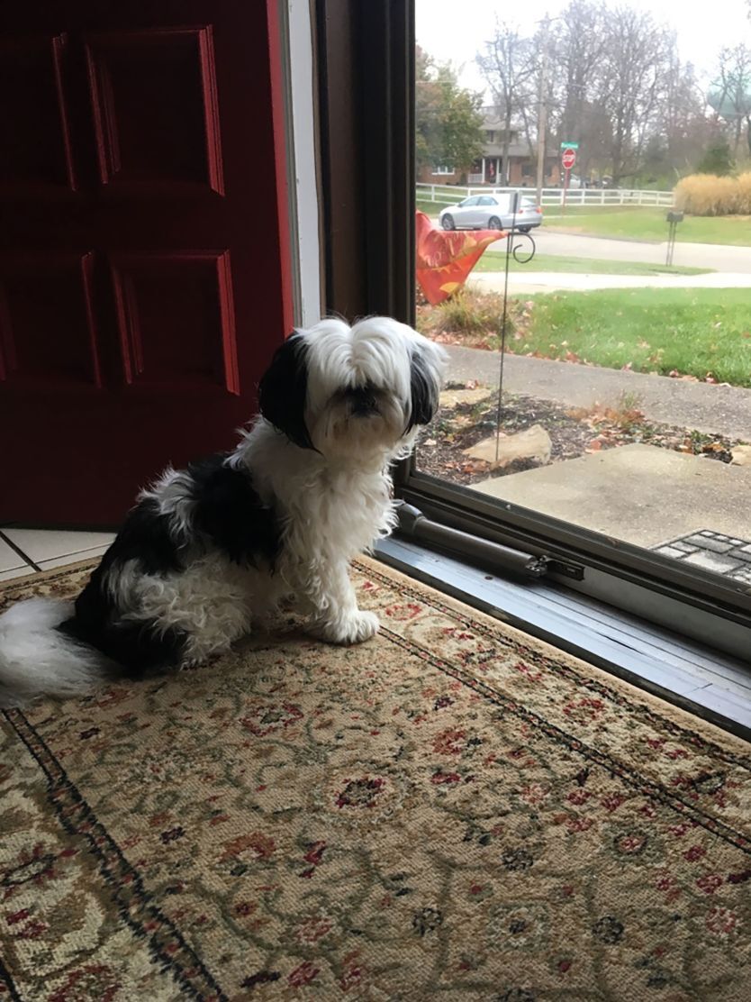 スコット・ディルさんの一家がかわいがっていたシーズーの「ソックス」/Courtesy of Scott Dill