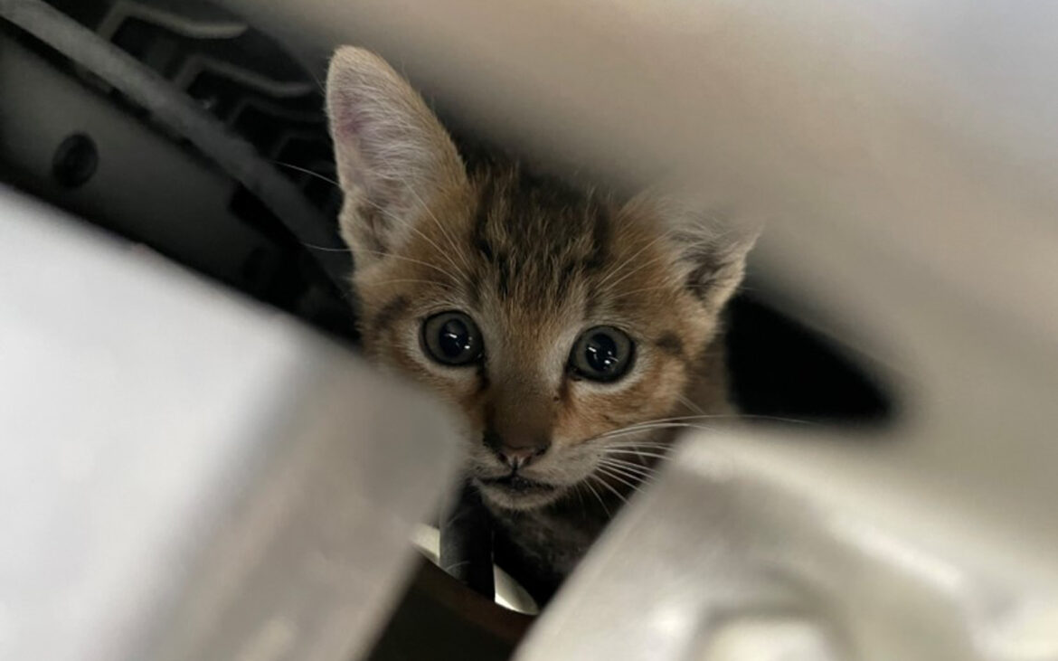 6月は猫がクルマに入り込むトラブルに要注意 JAFのロードサービス出動は2024年に全国381件 – Car Watch 6月は猫がクルマに入り込むトラブルに要注意 JAFのロードサービス出動は2024年に全国381件 - Car Watch