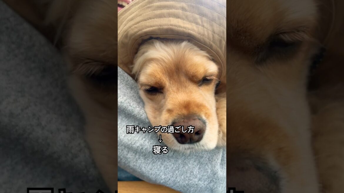 雨の日は、休憩！ #アメリカンコッカースパニエル #わんこ連れキャンプ #キャンプ #cockerspaniel