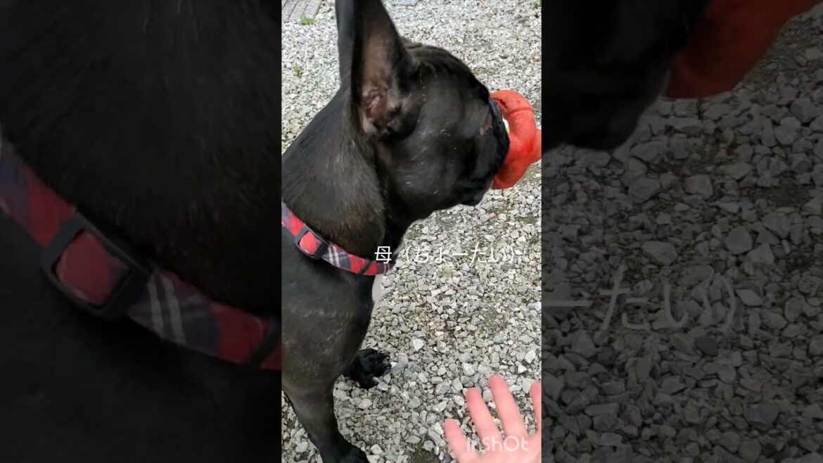 【日常】こっちを見ながら無視するいろはさん#フレンチブルドッグ #犬のいる暮らし #日常 #多頭飼い #shorts