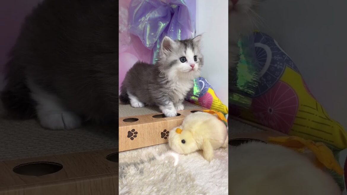 【ご家族様募集中】短足マンチカン男の子♡ #cat #かわいい子猫 #kitten #子猫 #cute #子猫ブリーダー #短足マンチカン #短足ミヌエット