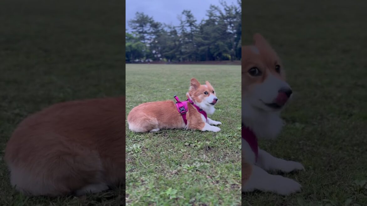 [コーギー]瞬間ダッシュ[Corgi]