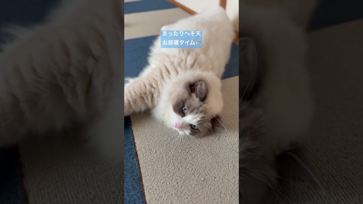 まったりごろ寝ないっぺい🐈 #ラグドール #いっぺいdialy #猫好きさんと繋がりたい