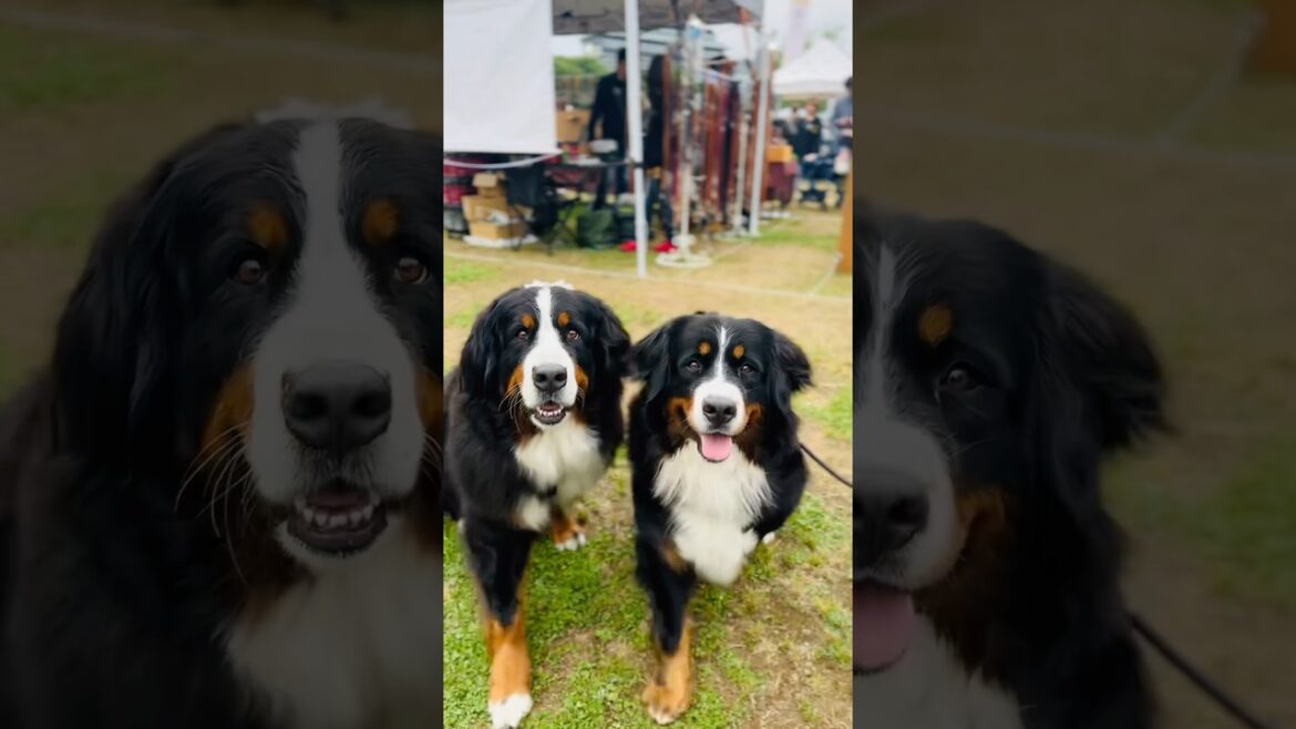 イベントで出会ったよ‼️バーニーズの新しいお友達🐾