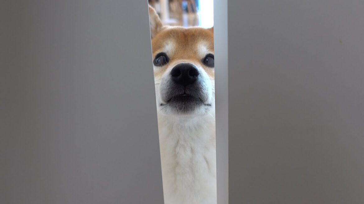 会いたい！柴犬はひとり遊ぶ新入り猫に耐えられなくなりました。