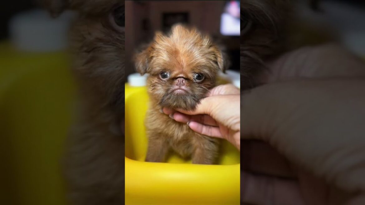 Brussels Griffon puppies 🇬🇧  #fyp #fy #puppylove #puppylife #puppydog #cute #sweet #shorts