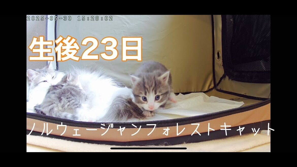 生後23日の赤ちゃんノルウェージャンライブ（ポモ＆勘九郎の子猫たち）