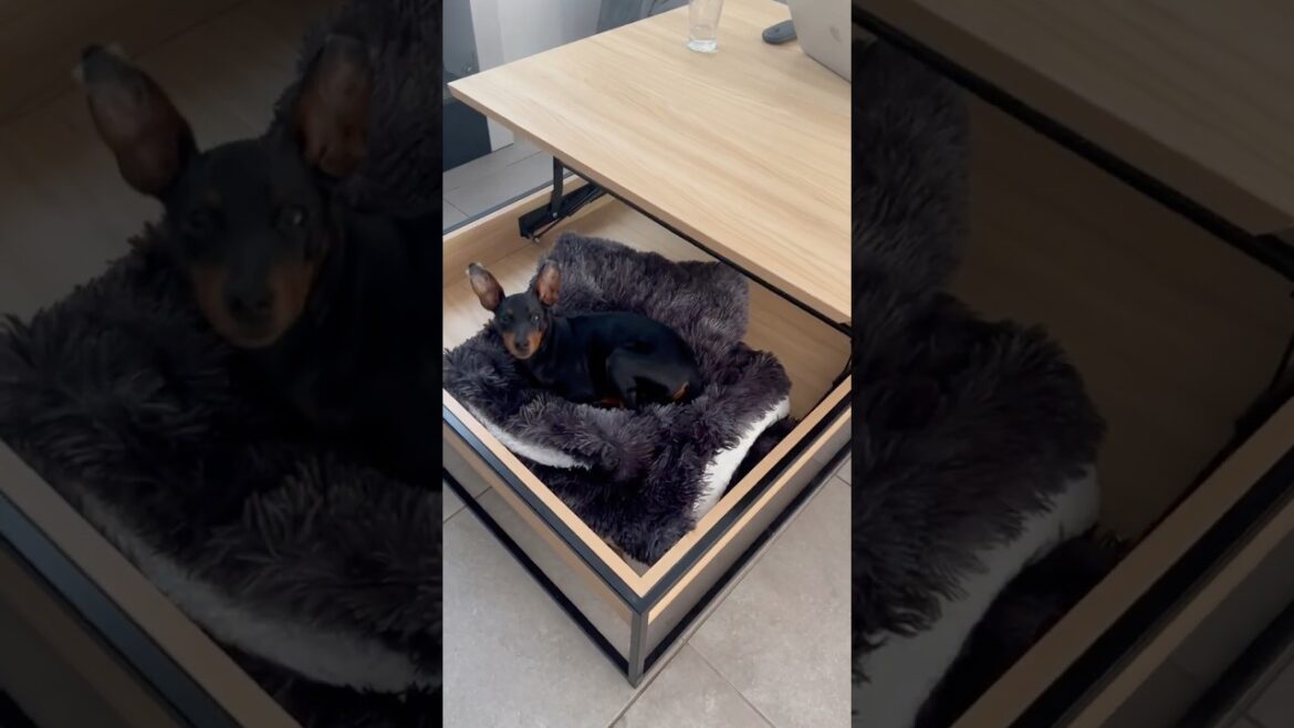 Le pinscher nain adore les plaids ! #chien #pinscher #dog #plaid