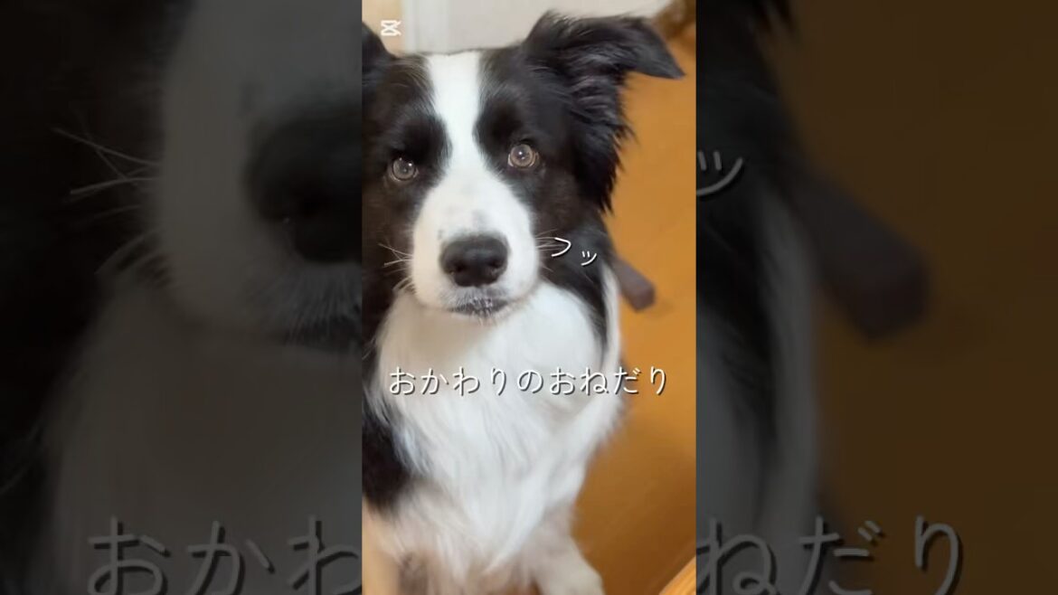 おやつのおかわりが欲しくておねだりする犬🍬 #shorts #犬のいる暮らし #bordercollie #ボーダーコリー #癒し