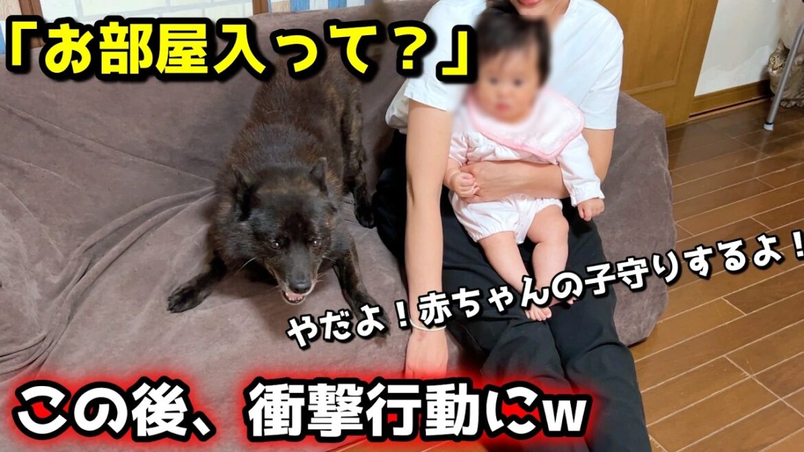 【子守り犬】どうしても部屋に入りたくない甲斐犬の行動が面白すぎたw