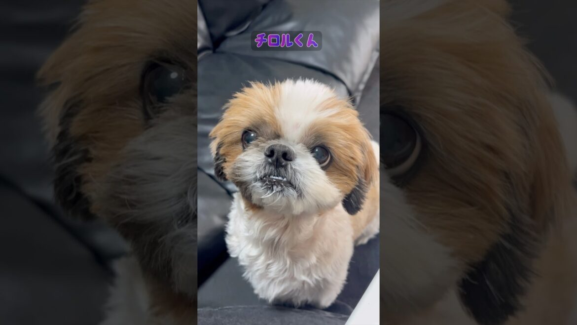 ハッピーセット #シーズー GLAY ハッピーセット #シーズー GLAY