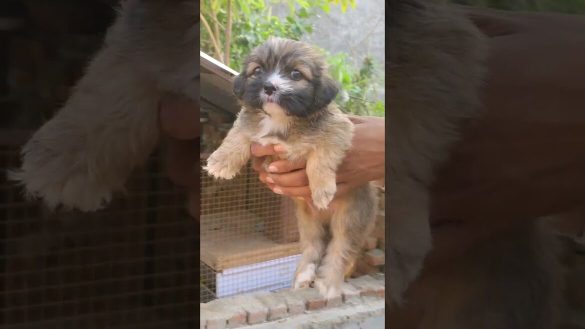 Lhasa Apso available #pets #labrador #video #youtubeshorts #shortvideo #dog #dogshorts #dogbreed